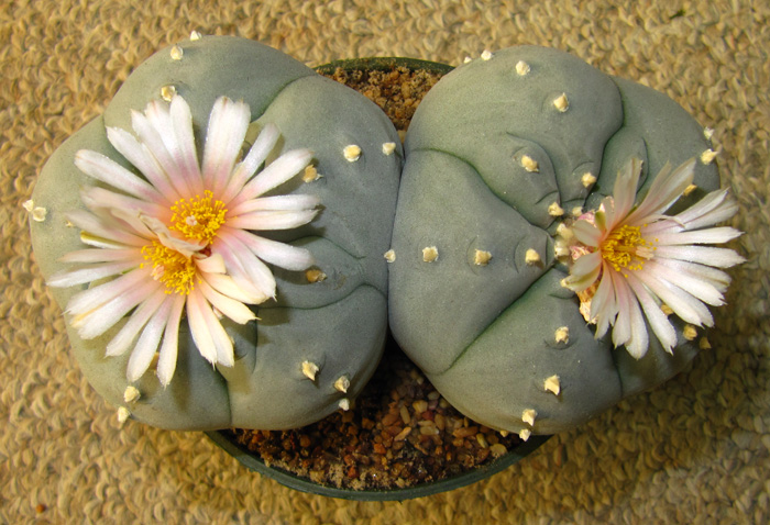 Lophophora Williamsii var. pentagona two headed plant